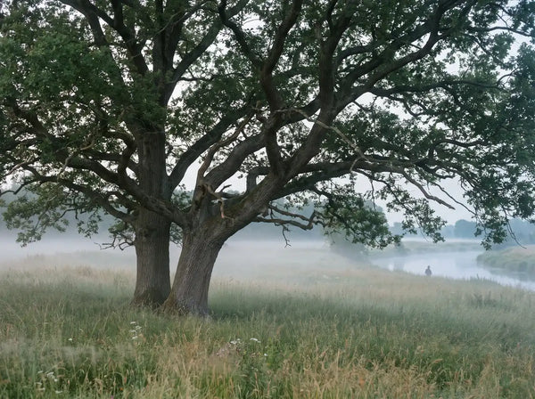 Sfeerbeeld: twee oude bomen, in elkaar gegroeid, in een mistig weiland bij de rivier