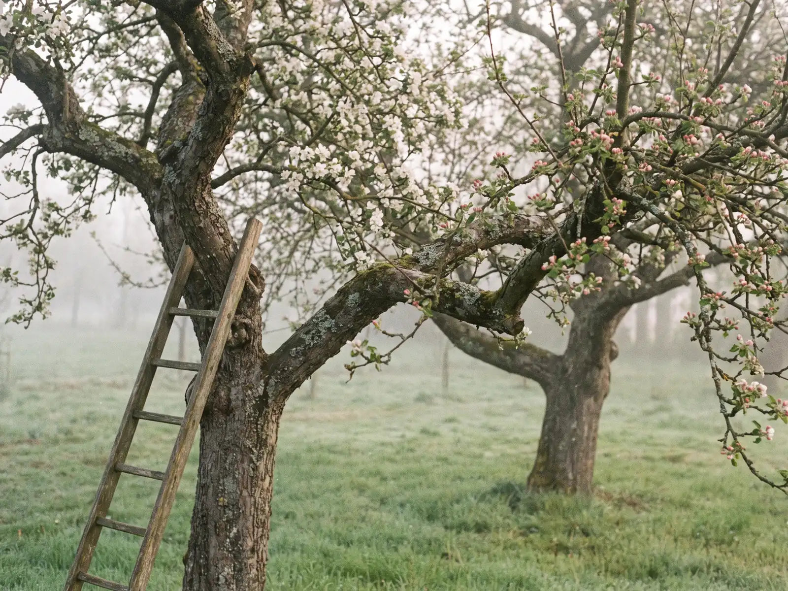 Sfeerbeeld: twee oude appelbomen waarvan de takken elkaar raken, de een in bloei, de ander nog in knop