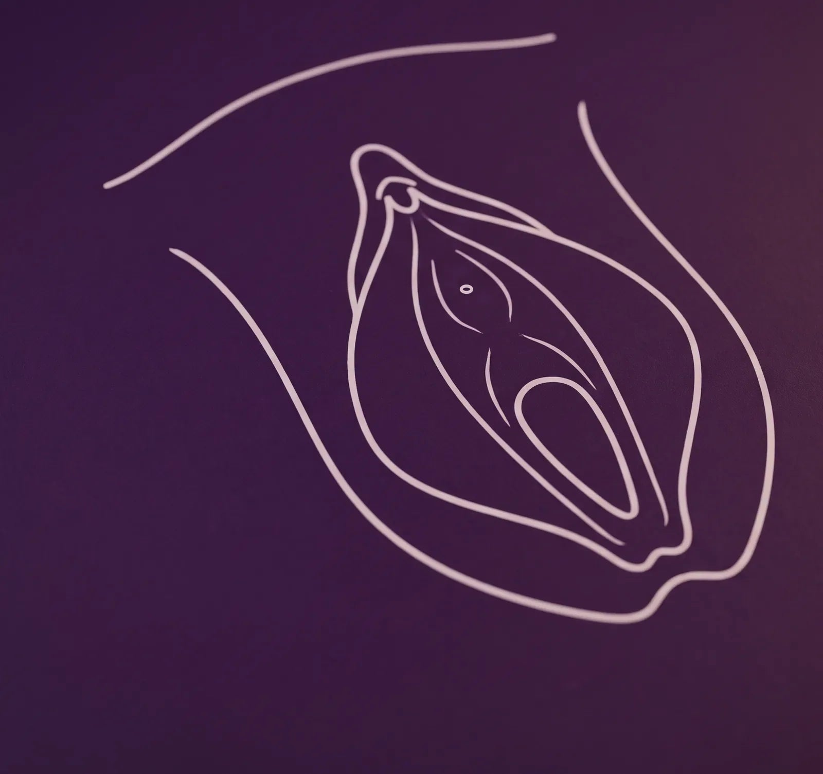 Schematische lijntekening van de vulva, in witte lijnen op paars
