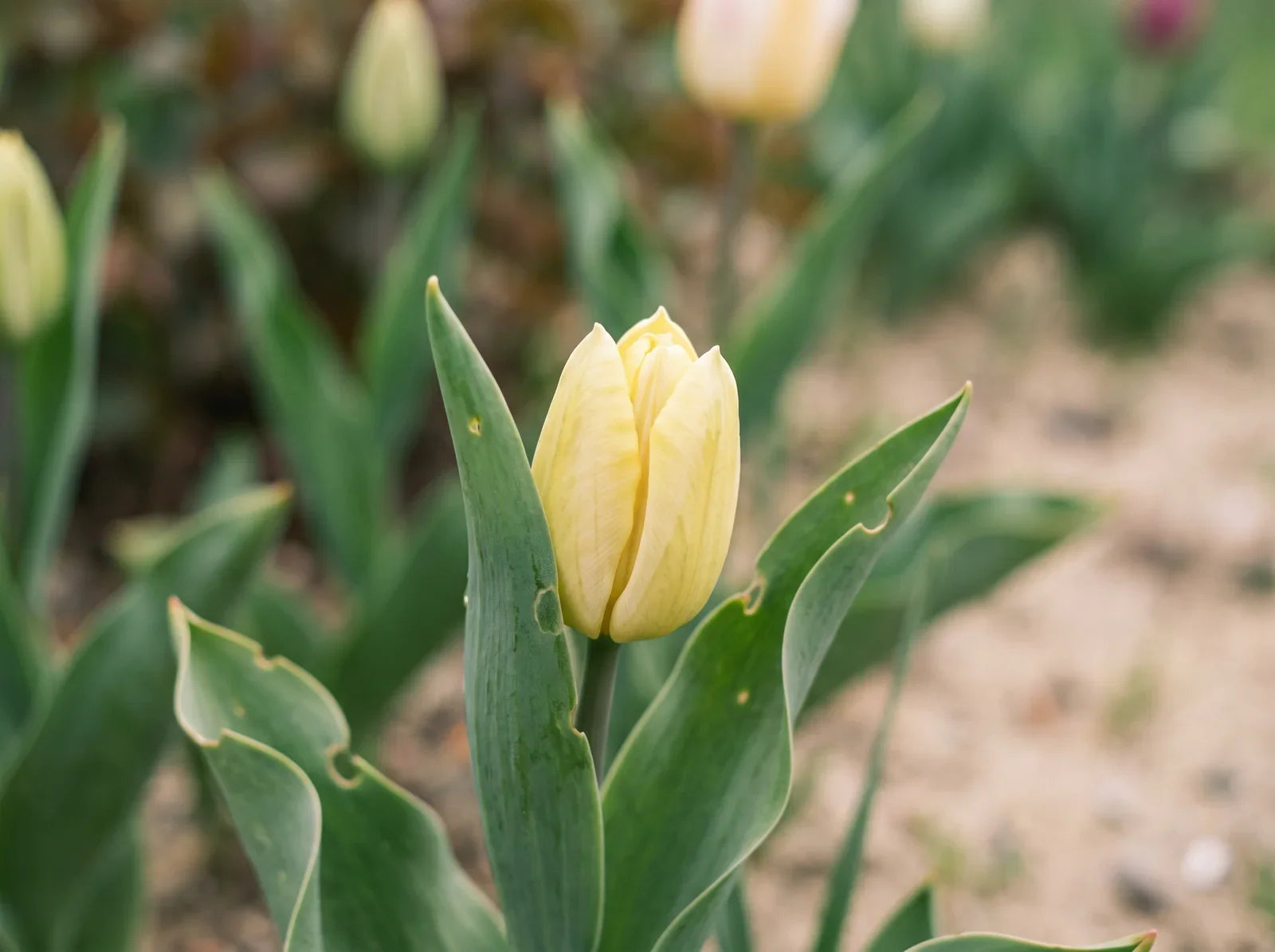 Sfeerbeeld: lichtgele tulpenknop die net opengaat tussen groene bladeren in een zandig tuinperk