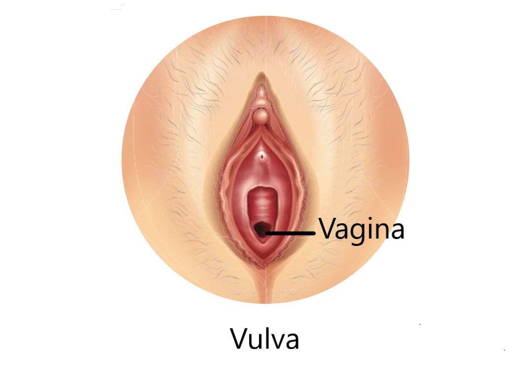 Anatomische illustratie van het verschil tussen vulva en vagina bij informatief artikel over vrouwelijke anatomie