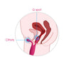 Anatomisch diagram toont Svakom Marin gepositioneerd voor clitorale en G-spot stimulatie