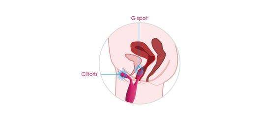 Anatomisch diagram toont Svakom Marin gepositioneerd voor clitorale en G-spot stimulatie