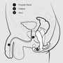 Illustratie hoe de Helix Trident de prostaat gericht stimuleert via de anus