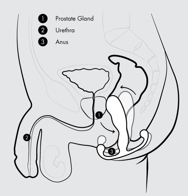 Doorsnede van het mannelijk bekken met prostaat, plasbuis, anus en de plaats van de massager