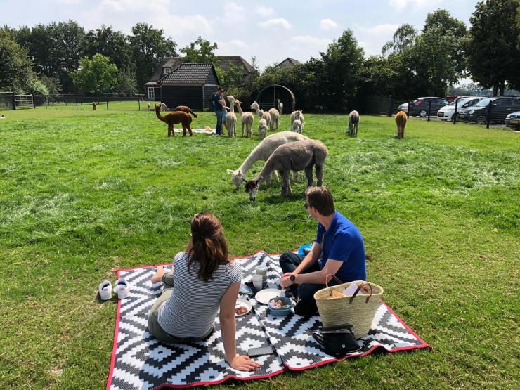 Picknicken met Alpaca's
