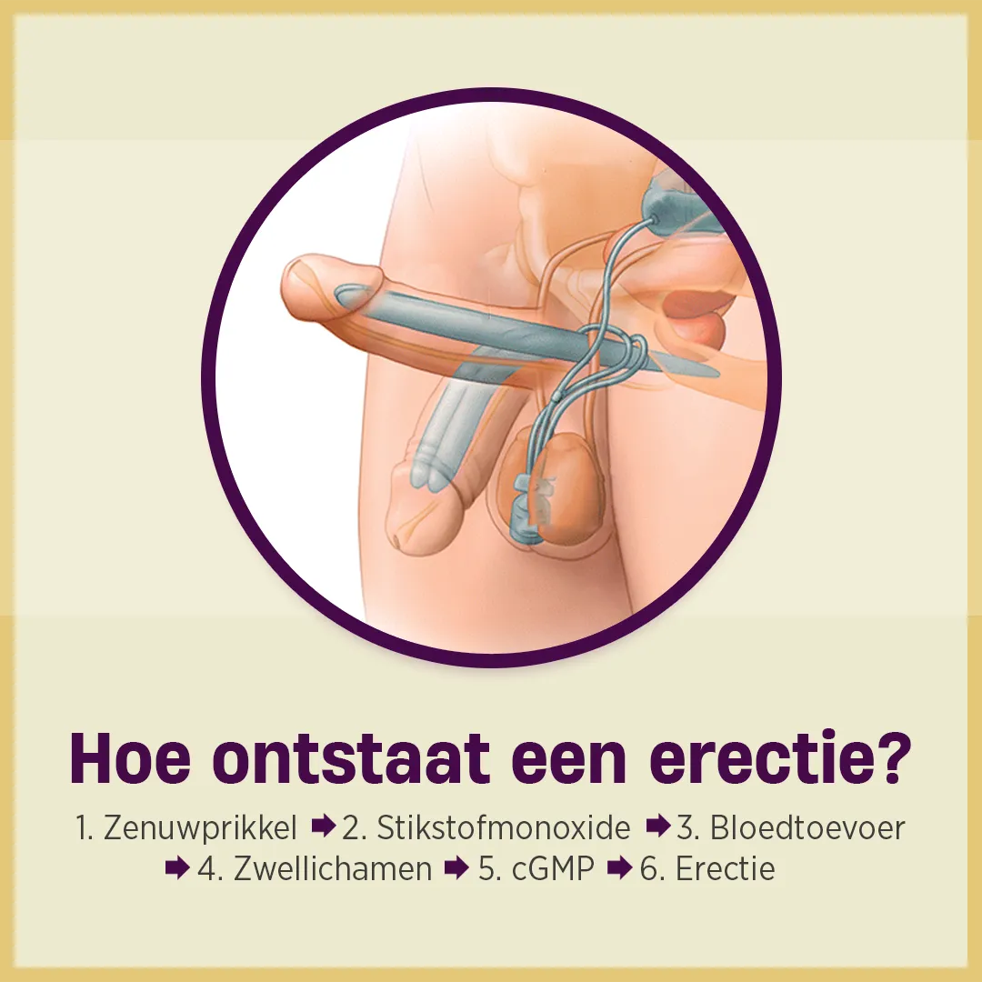 Hoe onstaat een erectie